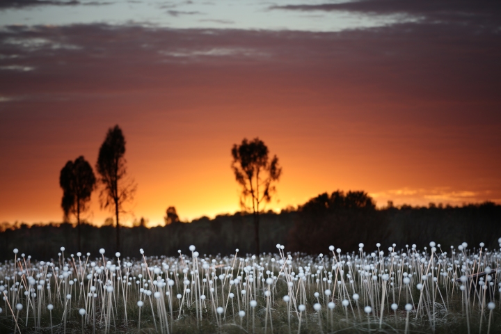 Field of Light Uluru - Orange Sky